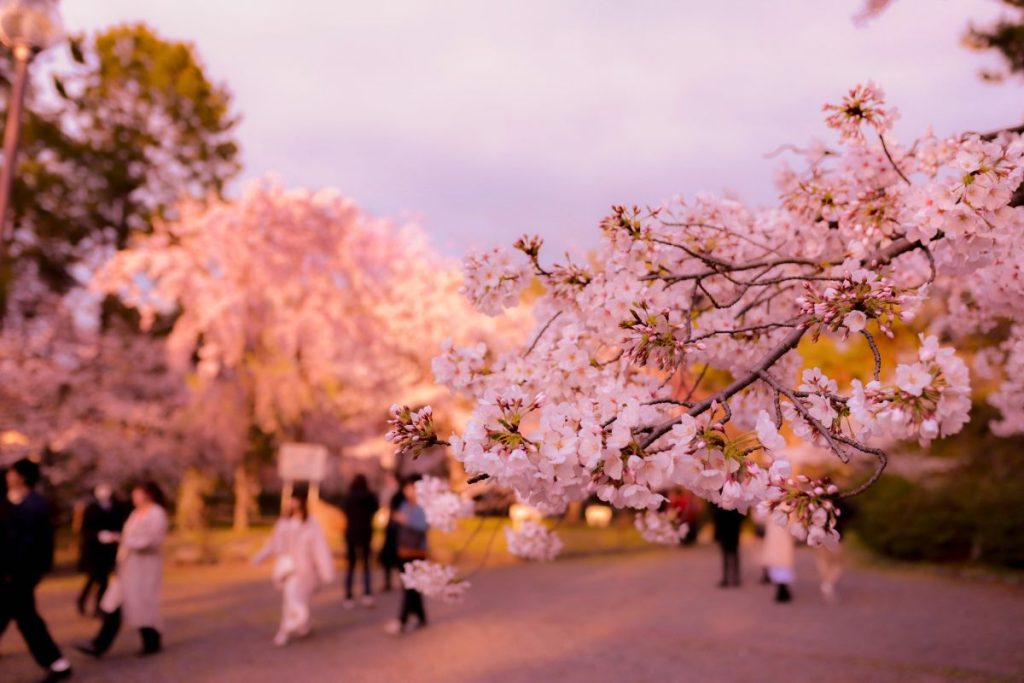 Hanami, festival de la floración de los cerezos, en Japón.