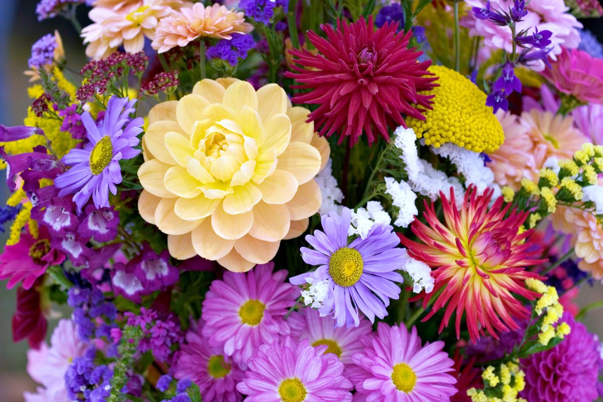 Las flores de nacimiento