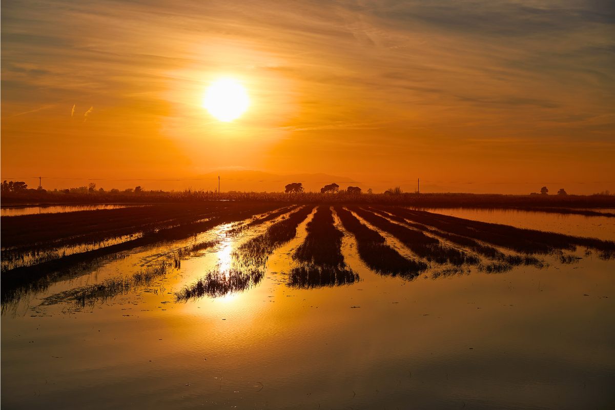 Puesta del sol en la delta del Ebro.