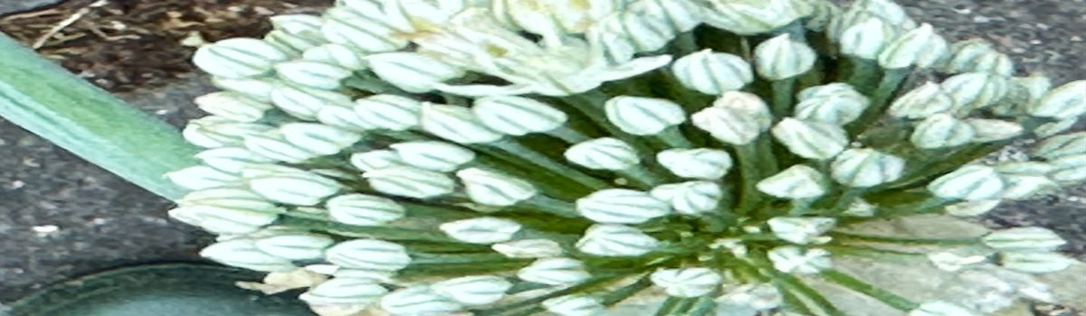 Detalle de una flor de cebolla a medio abrir.