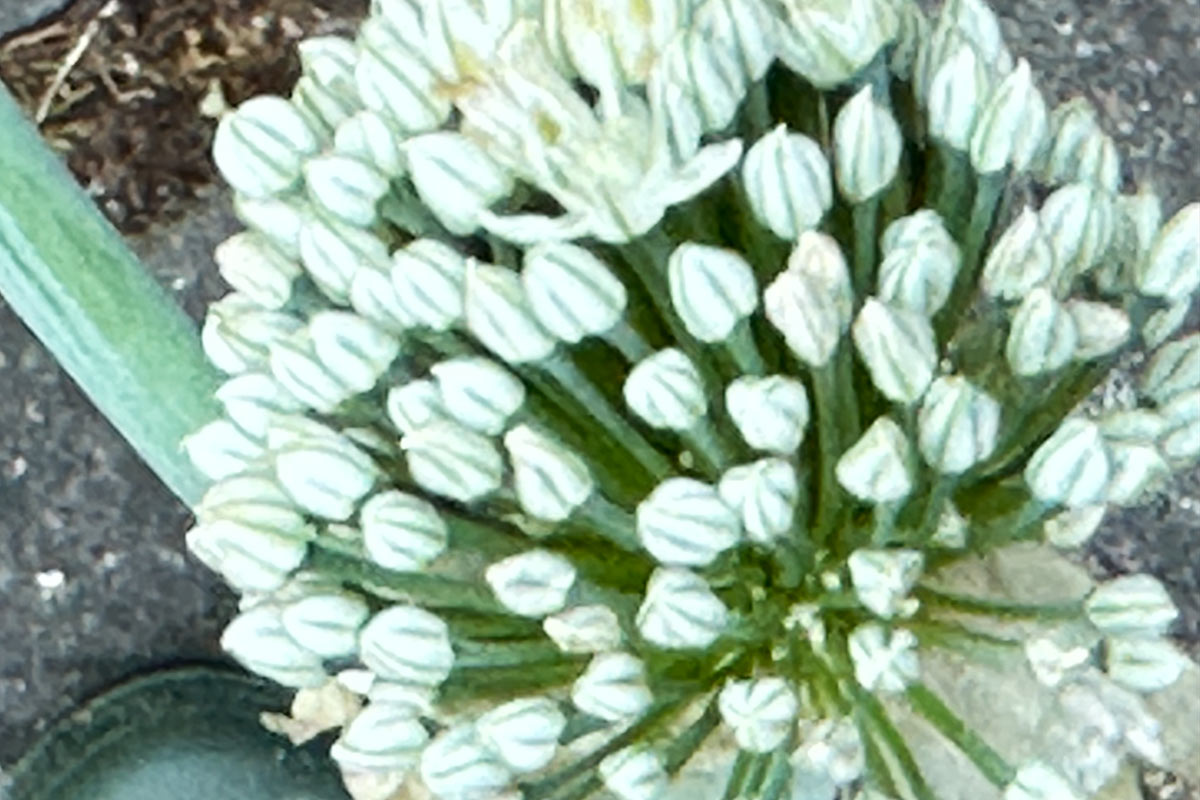 Detalle de una flor de cebolla a medio abrir.