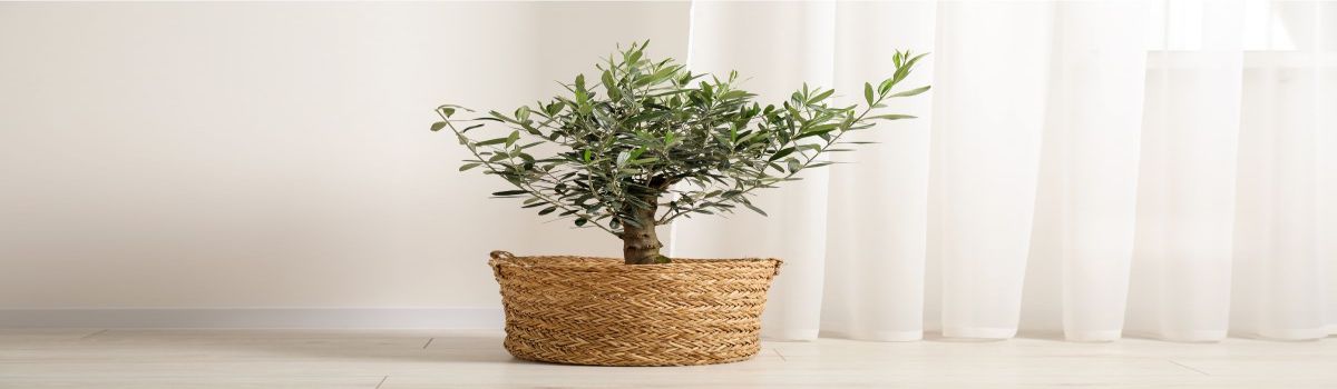 Un olivo plantado en una maceta y guardado en el interior de una casa.