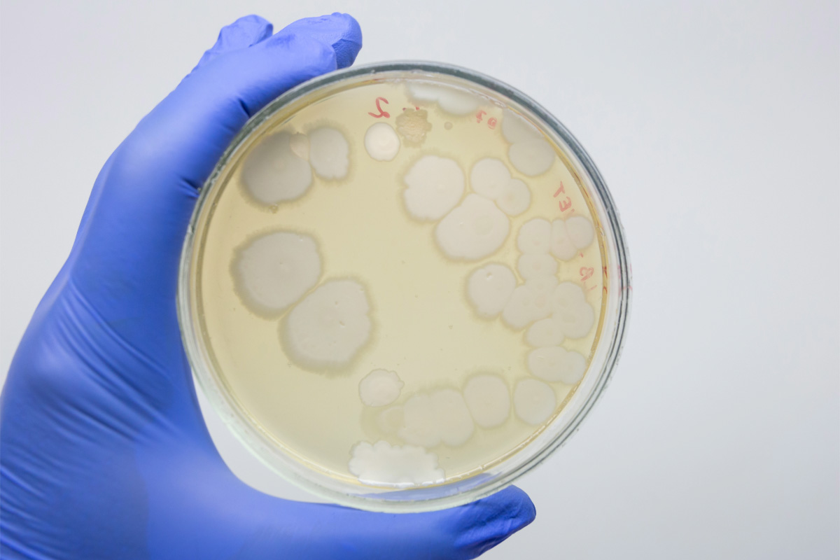 Placa petri con un cultivo de bacterias bacillus subtilis.